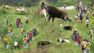 SUPER NEKAT !!! HAMA BABI HUTAN PENGHUNI KEBUN BERHAMBURAN KELUAR SARANG MELINTASI SAWAH DAN SUNGAI