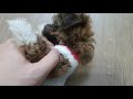 make 4 puppy s winter sweters with only $2 2000원으로 어린 강아지 겨울 스웨터 4벌 만들기 feat. 수면양말