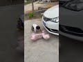 闺女故意碰瓷，今天没有两根棒棒糖解决不了！ funny cute baby 搞笑 萌娃