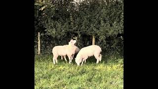 Sheep grazing a hedge, brambles and blackthorns