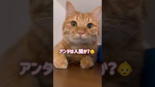 ついに人間であることがバレてしまう超甘えん坊の猫【とらまる】