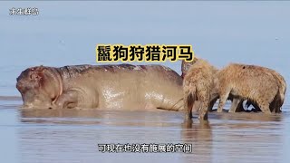 罕见的鬣狗狩猎河马，巨大的河马竟然会被鬣狗斩落马下