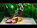 🔴😸 birds u0026 squirrels feed at the rock feastival 🕊️🐿️ live 12 hours in ultra hd 😺