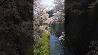 旭温泉の桜