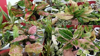 অৱশেষত মোৰ এগ্ল'নিমা(Aglaonema) বাগিচাখন (part 1) আপোনালোকৰ ওচৰলৈ লৈ আহিলোঁ😍/ aglaonema varities