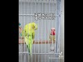 【おキィさん劇場】ねむねむ💤ルカ姉さんと距離あるけど、まぁいいか！！ インコ セキセイインコ セキセイインコのいる暮らし