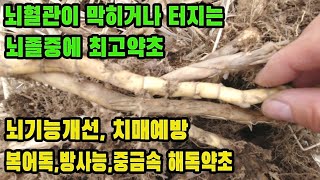 갈대(노근)--피를 맑게하고 중성지방 제거 및 혈전을 제거, 고혈압, 동맥경화 같은 혈관질환의 예방, 혈당을 낮춰 당뇨병을 치료하고 비뇨기계 질환 예방 약초