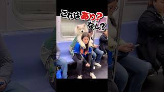 大型犬を背負う女性 #かわいい動物動画 #おもしろ動物動画 #犬