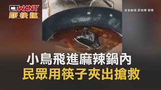 CTWANT 生活新聞 / 小鳥飛進麻辣鍋內　民眾用筷子夾出搶救