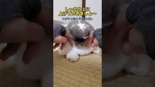 うさぎさんに小顔マッサージをすると。。？When you give a small face massage to a rabbit...??(bunny) #shorts