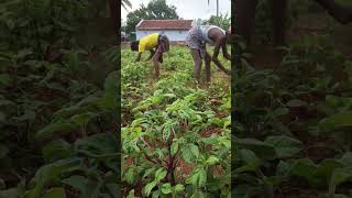 விவசாயி மட்டும் தெய்வத்தின் தொழிலை  செய்கிறான் #shorts #farming #vivasayam