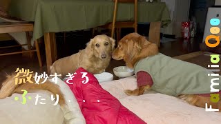 微妙すぎるふたり・・・【ミニチュアダックス犬】