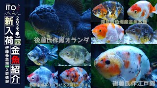 【伊藤養魚場入荷情報2023年vol.29(2023年10月5日)】弥富東海市場より入荷しました!!