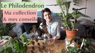 Le Philodendron : ma collection & mes conseils