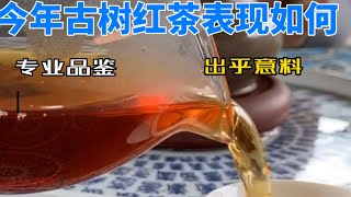 古树红茶头春第一泡，泡温泉喝红茶#古树茶 #普洱茶 #金色东方古树茶 #2023春茶