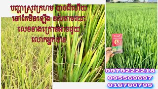 # បញ្ហាស្រូវក្រហម ស្រូវក្រិន ស្រូវមិនបែកកូន បើជីហើយនៅតែមិនឡើង លែងជាបញ្ហាទៀតហើយ 📲0979222218