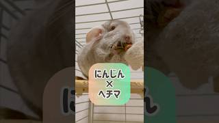 【チンチラ】誕生日プレゼント嬉し〜！！②🎁 #animal #chinchilla #shorts #pets #cute #exoticanimal #チンチラ #かわいい #動物 #可愛い