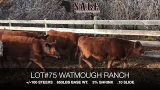 Southern Alberta Livestock Exchange   2020 FALL LOT75 WATMOUGH STEERS