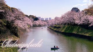 【TOKYO SAKURA WALK】CHIDORIGAFUCHI CHERRY BLOSSOMS/快晴の千鳥ヶ淵緑道