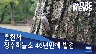 2019. 10. 9 [원주MBC] 춘천서 장수하늘소 46년만에 발견