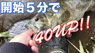 【スモールマウスバス】開始５分で40UPを釣る！ワイルドハンチは川でも最強なクランクベイトだった！【利根川水系/栃木県】【ワイルドハンチ 】