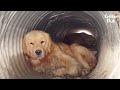 No One Knows How Two Retriever Dogs Got Stuck In A Ditch (Part 1) | Kritter Klub