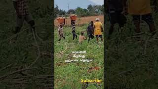 செய்யும் தொழிலே தெய்வம் #agriculture