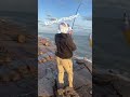 Massive tarpon hooked @ South Padre island jetties