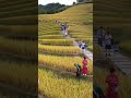 dream on earth amazing paddy field