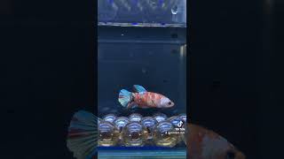 【返金保証】 動画 メス ベタ (b7469) タイ産 熱帯魚  プラカット ブラック オレンジ レッド ブルー ターコイズ