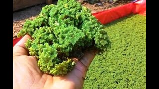 Benefits of feeding Azolla to cows  -  Livestock Feed