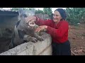 cuidando dos porquinhos e uma visita inesperada.