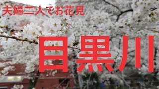 今が満開、日本一の桜の名所　目黒川！