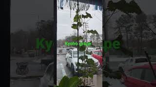 巨峰葡萄kyoho grape