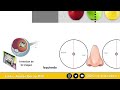 neuroanatomía vÍa visual retina quiasma tracto Óptico cuerpo geniculado lateral y corteza