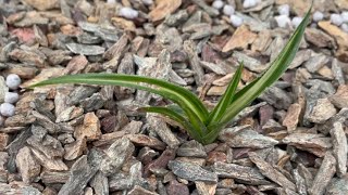 今天给大家看看最近淘的几颗非常有潜力的蕙兰艺草！