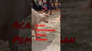 #Acara Pemotongan Hewan Kurban Kerbau#Budaya Sumba#Cara Pemotongan Hewan Kurban#Video Short#Jhon Gon