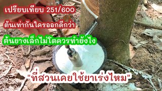 ep2... 251กับ600 ต้นโตเท่าๆกันใครออกดีกว่า