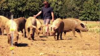 Natural England - Outdoor pig farming film