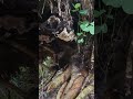 amazing uprooted tree looks like alien amazingplants asmrsatisfying short