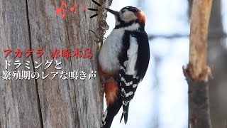 アカゲラ（キツツキ）のドラミングと鳴き声（地鳴き、求愛） / Great Spotted Woodpecker Call and Drumming / 赤啄木鳥(あかげら / 北海道野鳥