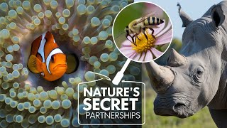 Amazing Symbiotic Relationships in Nature