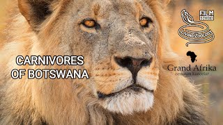 Carnivores of Botswana, lions, leopards, wild dogs and hyenas, Chobe and Moremi wildlife safari