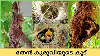 തേൻ കുരുവിയുടെ കൂട് നിർമ്മാണം | Part 1|#SunBird# #തേൻകുരുവി#