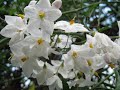 舞う！白き妖精？dance white fairy 　蔓花茄子（つるはななす）solanum jasminoides　季節の花　日本花図鑑　japanese flower guide