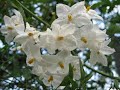 舞う！白き妖精？dance white fairy 　蔓花茄子（つるはななす）solanum jasminoides　季節の花　日本花図鑑　japanese flower guide