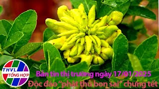 Bản tin thị trường (17/01/2025): Độc đáo “phật thủ bon sai” chưng tết