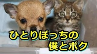 親も兄妹もいないひとりぼっちだった 子犬と子猫。 二匹を会わせてみると…