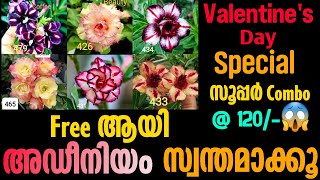 Adenium Combo offer @120/-||Valentine's Day Offer||Aaramam Flowers||Adenium||Combo Offer||