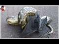 15 Peleas Y Ataques Epicos De Serpientes Captados Por La Camara